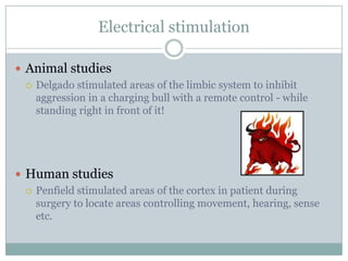 Electrical stimulation
 Animal studies
 Delgado stimulated areas of the limbic system to inhibit
aggression in a charging bull with a remote control - while
standing right in front of it!
 Human studies
 Penfield stimulated areas of the cortex in patient during
surgery to locate areas controlling movement, hearing, sense
etc.
 