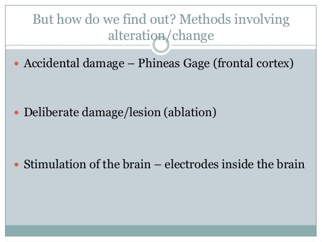 Localization Of Function Psychology Ib