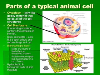 Cell | PPT