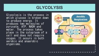 GLYCOLYSIS
Glycolysis is the process in
which glucose is broken down
to produce energy. It
produces two molecules of
pyruvate, ATP, NADH and
water. The process takes
place in the cytoplasm of a
cell and does not require
oxygen. It occurs in both
aerobic and anaerobic
organisms.
 