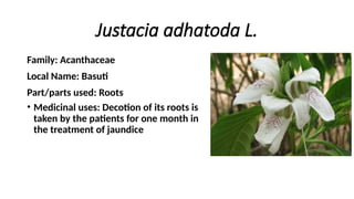 Adhatoda Root local medicinal plants of Hamirpur by shah, Himachal Pradesh.pptx