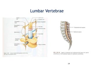 14
Lumbar Vertebrae
 