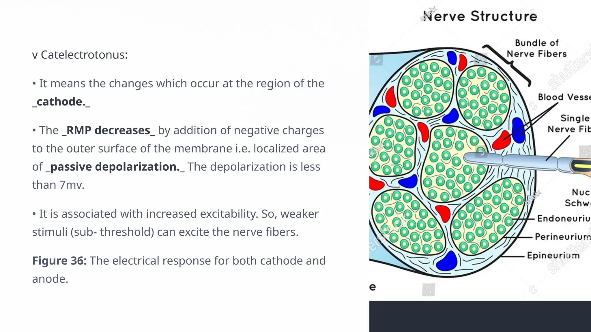 Nerve Lecture 5 : local response , Action-Potential-Propagation ...