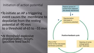 Triphasic Action Potential Nerve Lecture 5 : local response , Action-Potential-Propagation ...