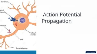 Nerve Lecture 5 : local response , Action-Potential-Propagation ...