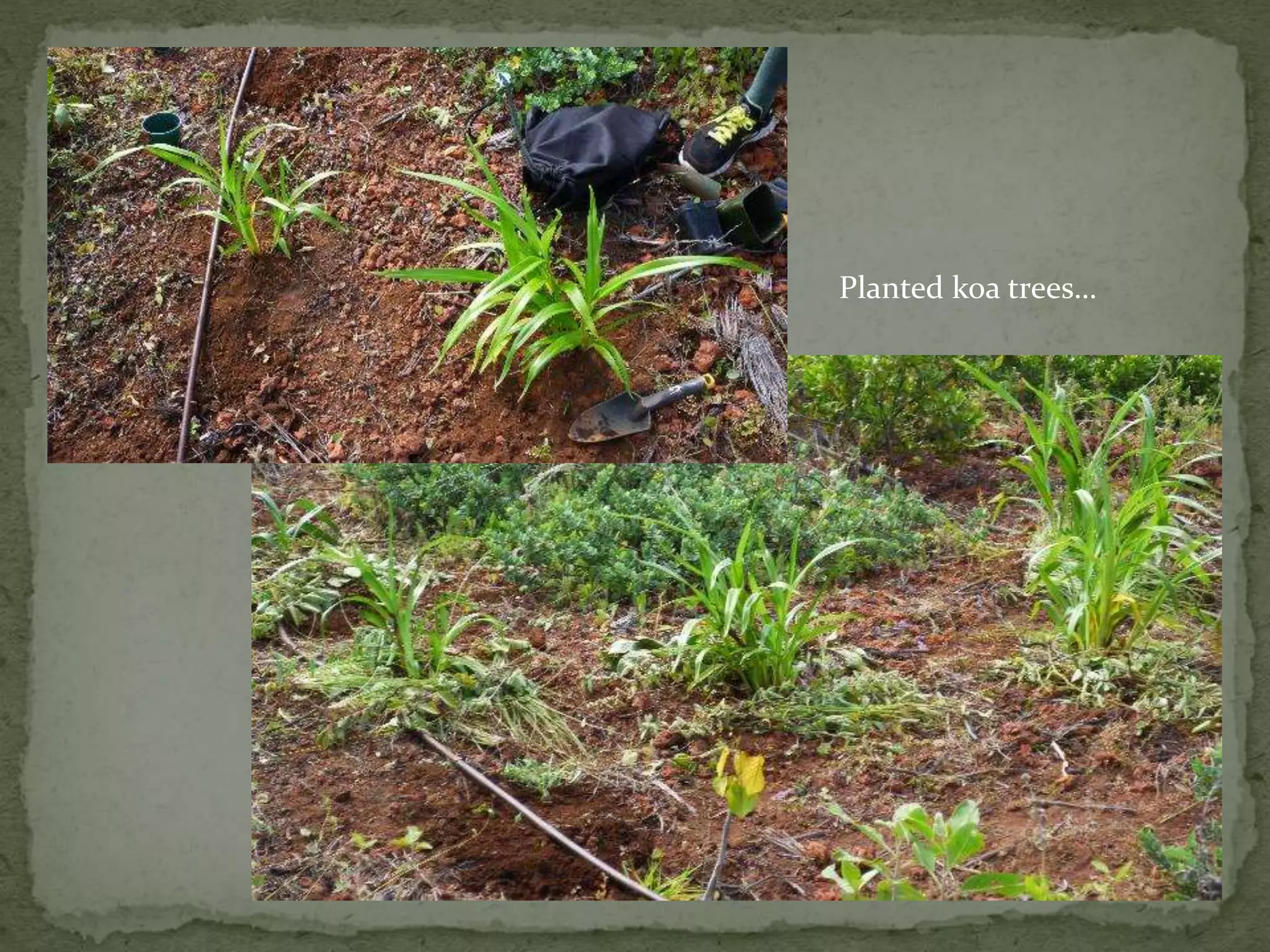 Planted koa trees…
 