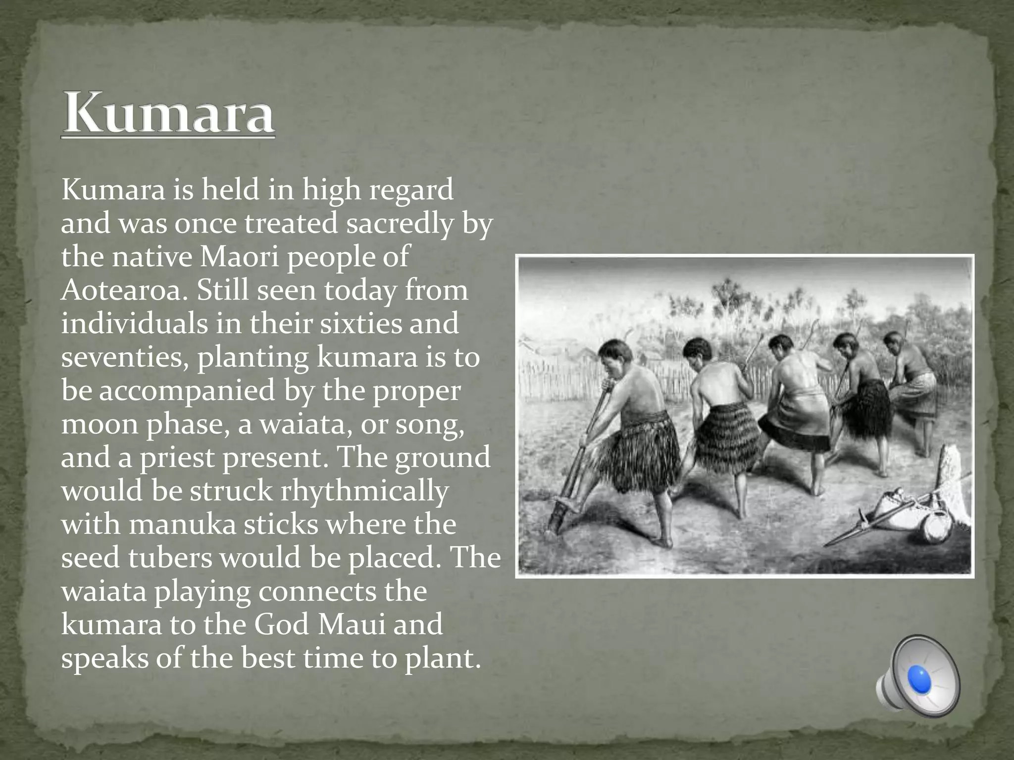 Kumara is held in high regard
and was once treated sacredly by
the native Maori people of
Aotearoa. Still seen today from
individuals in their sixties and
seventies, planting kumara is to
be accompanied by the proper
moon phase, a waiata, or song,
and a priest present. The ground
would be struck rhythmically
with manuka sticks where the
seed tubers would be placed. The
waiata playing connects the
kumara to the God Maui and
speaks of the best time to plant.
 