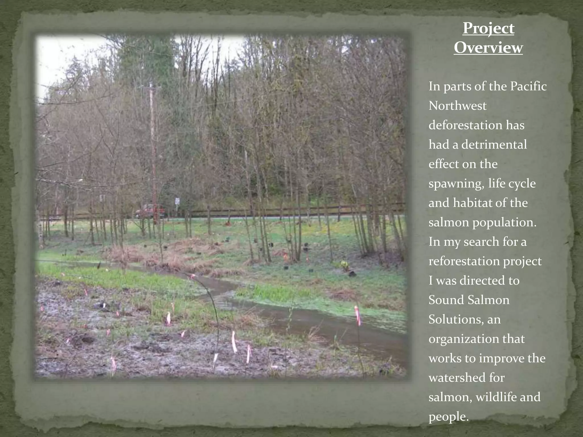 Project
Overview
In parts of the Pacific
Northwest
deforestation has
had a detrimental
effect on the
spawning, life cycle
and habitat of the
salmon population.
In my search for a
reforestation project
I was directed to
Sound Salmon
Solutions, an
organization that
works to improve the
watershed for
salmon, wildlife and
people.
 