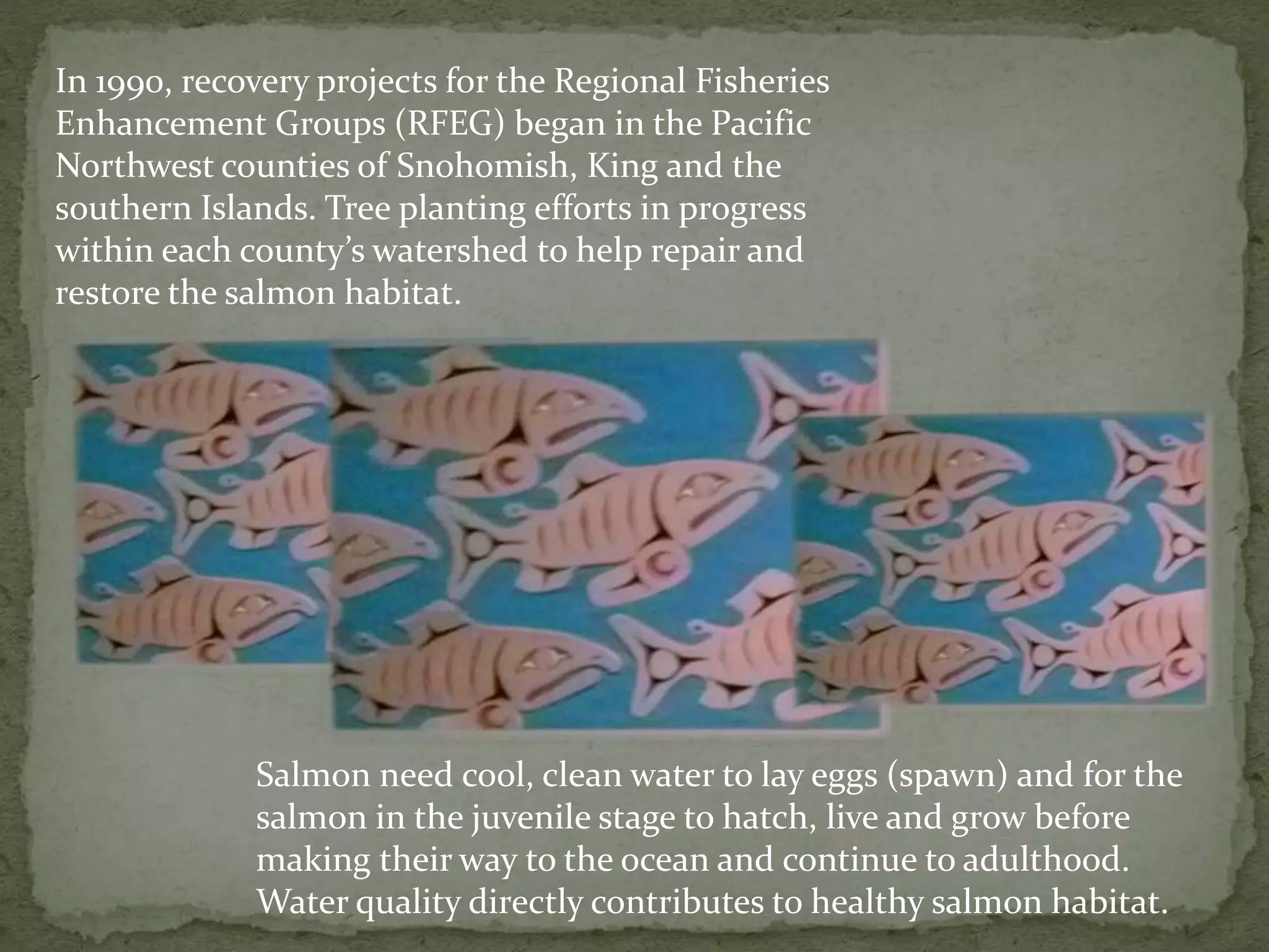 Salmon need cool, clean water to lay eggs (spawn) and for the
salmon in the juvenile stage to hatch, live and grow before
making their way to the ocean and continue to adulthood.
Water quality directly contributes to healthy salmon habitat.
In 1990, recovery projects for the Regional Fisheries
Enhancement Groups (RFEG) began in the Pacific
Northwest counties of Snohomish, King and the
southern Islands. Tree planting efforts in progress
within each county’s watershed to help repair and
restore the salmon habitat.
 