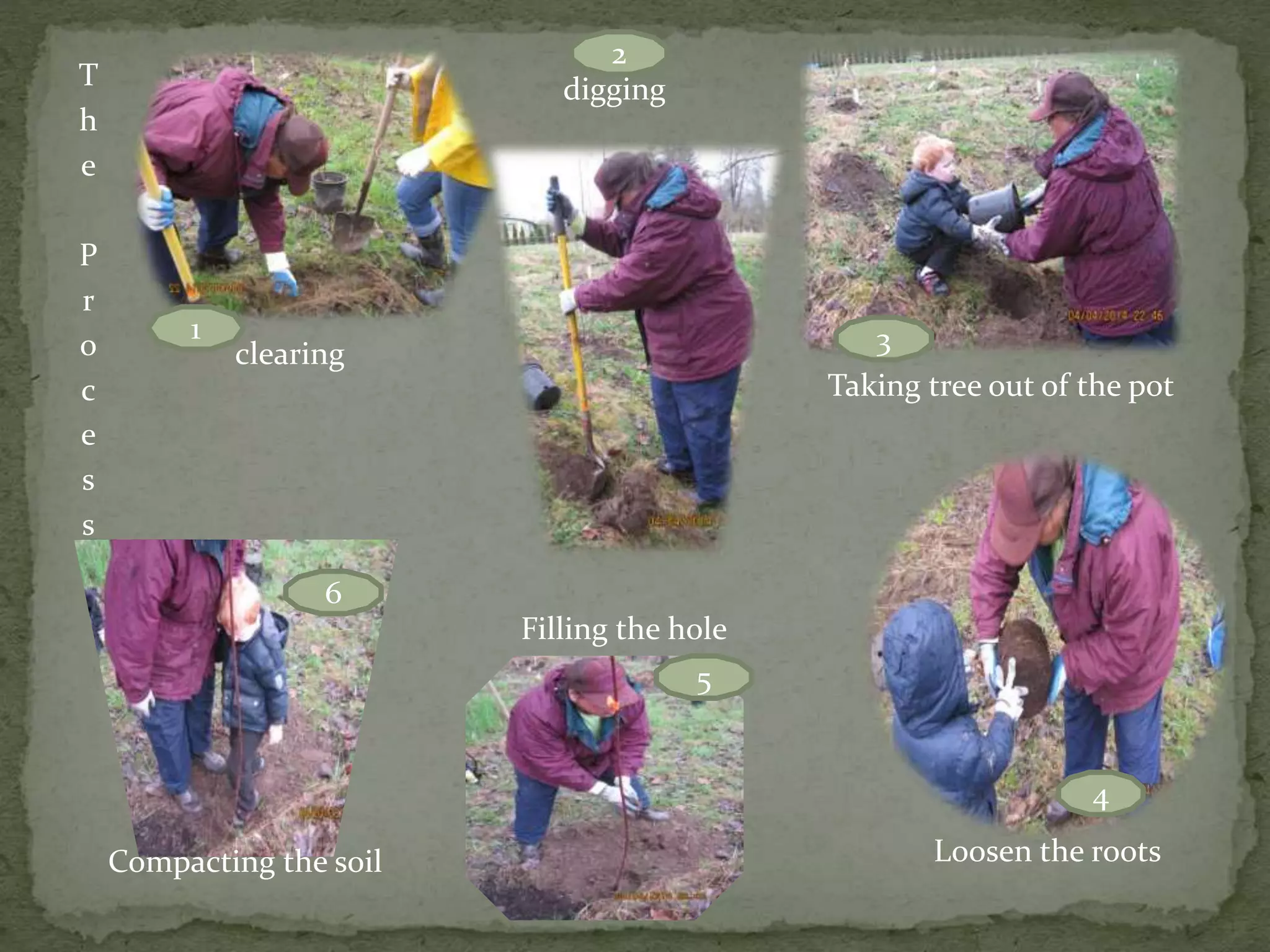 T
h
e
P
r
o
c
e
s
s
clearing
digging
Taking tree out of the pot
Loosen the rootsCompacting the soil
Filling the hole
1
2
3
4
5
6
 
