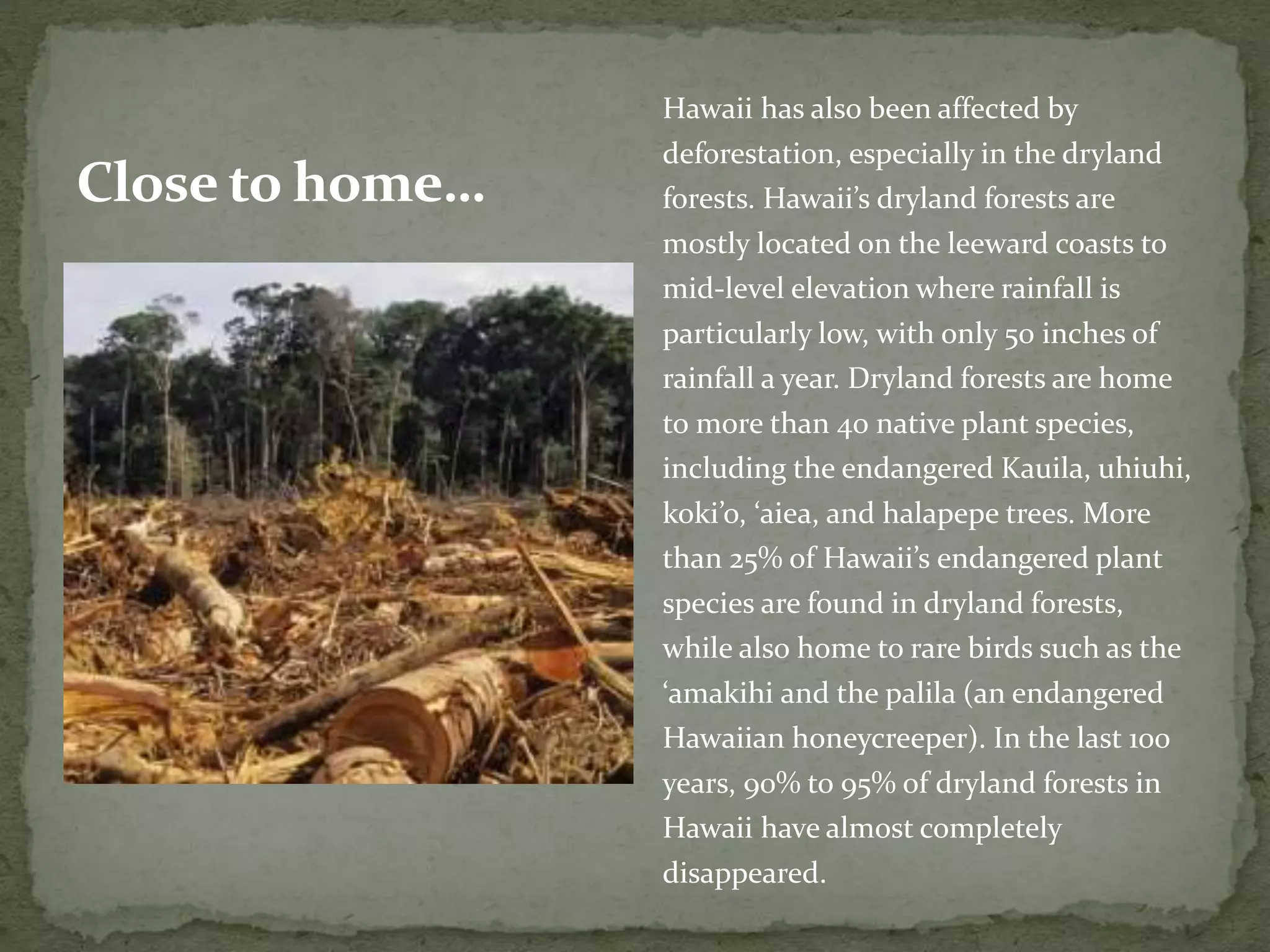 Hawaii has also been affected by
deforestation, especially in the dryland
forests. Hawaii’s dryland forests are
mostly located on the leeward coasts to
mid-level elevation where rainfall is
particularly low, with only 50 inches of
rainfall a year. Dryland forests are home
to more than 40 native plant species,
including the endangered Kauila, uhiuhi,
koki’o, ‘aiea, and halapepe trees. More
than 25% of Hawaii’s endangered plant
species are found in dryland forests,
while also home to rare birds such as the
‘amakihi and the palila (an endangered
Hawaiian honeycreeper). In the last 100
years, 90% to 95% of dryland forests in
Hawaii have almost completely
disappeared.
Close to home…
 