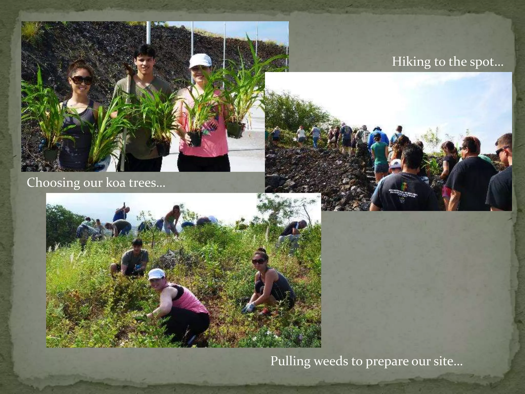 Choosing our koa trees…
Hiking to the spot…
Pulling weeds to prepare our site…
 