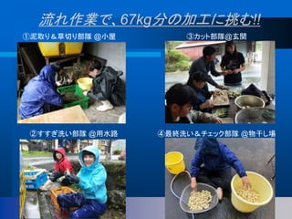 流れ作業で、67kg分の加工に挑む!!
①泥取り＆草切り部隊 @小屋
②すすぎ洗い部隊 @用水路
③カット部隊@玄関
④最終洗い＆チェック部隊 @物干し場
 