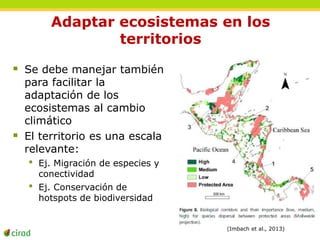 Adaptar ecosistemas en los 
territorios 
 Se debe manejar también 
para facilitar la 
adaptación de los 
ecosistemas al cambio 
climático 
 El territorio es una escala 
relevante: 
• Ej. Migración de especies y 
conectividad 
• Ej. Conservación de 
hotspots de biodiversidad 
(Imbach et al., 2013) 
 