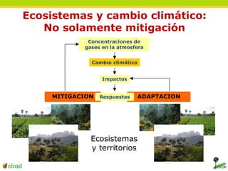 Ecosistemas y cambio climático: 
No solamente mitigación 
Concentraciones de 
gases en la atmosfera 
Cambio climático 
ADAPTACION 
MITIGACION 
Impactos 
Respuestas 
Ecosistemas 
y territorios 
 