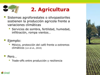 2. Agricultura 
 Sistemas agroforestales o silvopastoriles 
sostienen la producción agricola frente a 
variaciones climáticas 
• Servicios de sombra, fertilidad, humedad, 
infiltración, rompa vientos… 
 Ejemplo: 
• México, protección del café frente a extremos 
climáticos (Lin et al., 2010) 
 Pero… 
• Trade-offs entre producción y resiliencia 
 