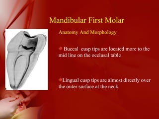 Mandibular First Molar
Anatomy And Morphology
Buccal cusp tips are located more to the
mid line on the occlusal table
Lingual cusp tips are almost directly over
the outer surface at the neck
 