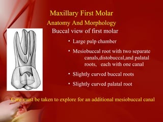 Maxillary First Molar
Anatomy And Morphology
Buccal view of first molar
• Large pulp chamber
• Mesiobuccal root with two separate
canals,distobuccal,and palatal
roots, each with one canal
• Slightly curved buccal roots
• Slightly curved palatal root
Care must be taken to explore for an additional mesiobuccal canal
 
