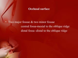 Occlusal surface
• Two major fossae & two minor fossae
central fossa-mesial to the oblique ridge
distal fossa -distal to the oblique ridge
 