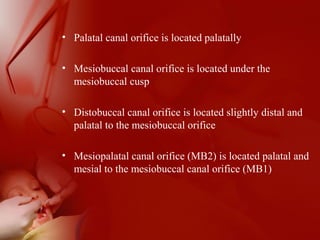 • Palatal canal orifice is located palatally
• Mesiobuccal canal orifice is located under the
mesiobuccal cusp
• Distobuccal canal orifice is located slightly distal and
palatal to the mesiobuccal orifice
• Mesiopalatal canal orifice (MB2) is located palatal and
mesial to the mesiobuccal canal orifice (MB1)
 