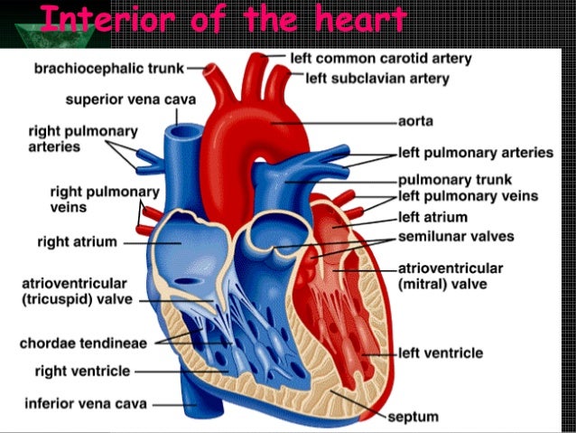 Location & structure of the heart