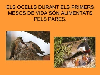 ELS OCELLS DURANT ELS PRIMERS MESOS DE VIDA SÓN ALIMENTATS PELS PARES. 