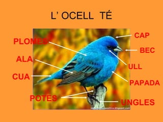 L’ OCELL  TÉ BEC PAPADA POTES CUA ALA PLOMES CAP ULL UNGLES 