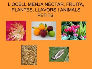 L’OCELL MENJA NÈCTAR, FRUITA, PLANTES, LLAVORS I ANIMALS PETITS. 