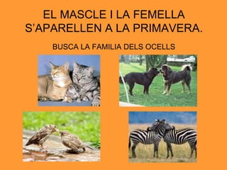 EL MASCLE I LA FEMELLA S’APARELLEN A LA PRIMAVERA. BUSCA LA FAMILIA DELS OCELLS 