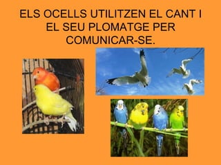 ELS OCELLS UTILITZEN EL CANT I EL SEU PLOMATGE PER COMUNICAR-SE. 