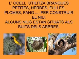 L’ OCELL  UTILITZA BRANQUES PETITES, HERBES, FULLES, PLOMES, FANG ..., PER CONSTRUIR EL NIU. ALGUNS NIUS ESTAN SITUATS ALS BUITS DELS ARBRES. 