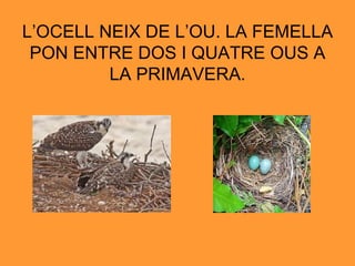 L’OCELL NEIX DE L’OU. LA FEMELLA PON ENTRE DOS I QUATRE OUS A LA PRIMAVERA. 