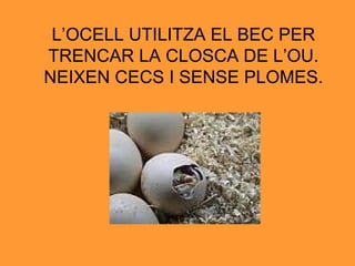 L’OCELL UTILITZA EL BEC PER TRENCAR LA CLOSCA DE L’OU. NEIXEN CECS I SENSE PLOMES. 