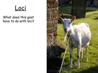Loci
What does this goat
have to do with loci?
 