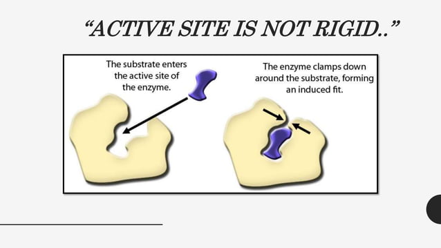 Lock and key model & induced fit model | PPTX | Chemistry | Science