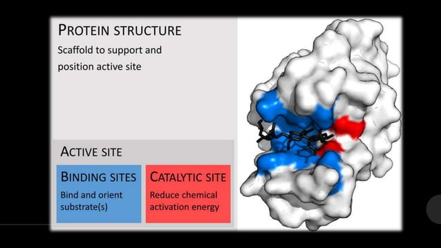 Lock and key model & induced fit model | PPTX | Chemistry | Science