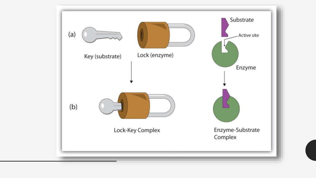 Lock and key model & induced fit model