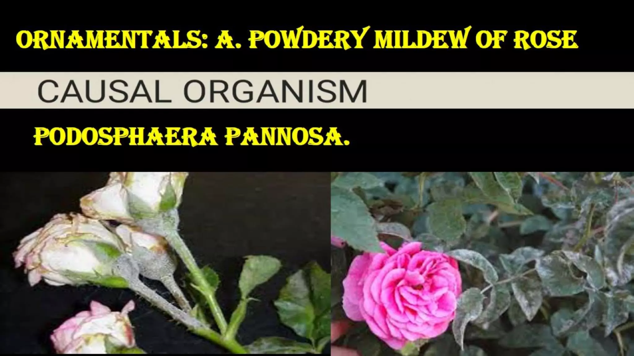 Ornamentals Powdery mildew of rose. | PPTX