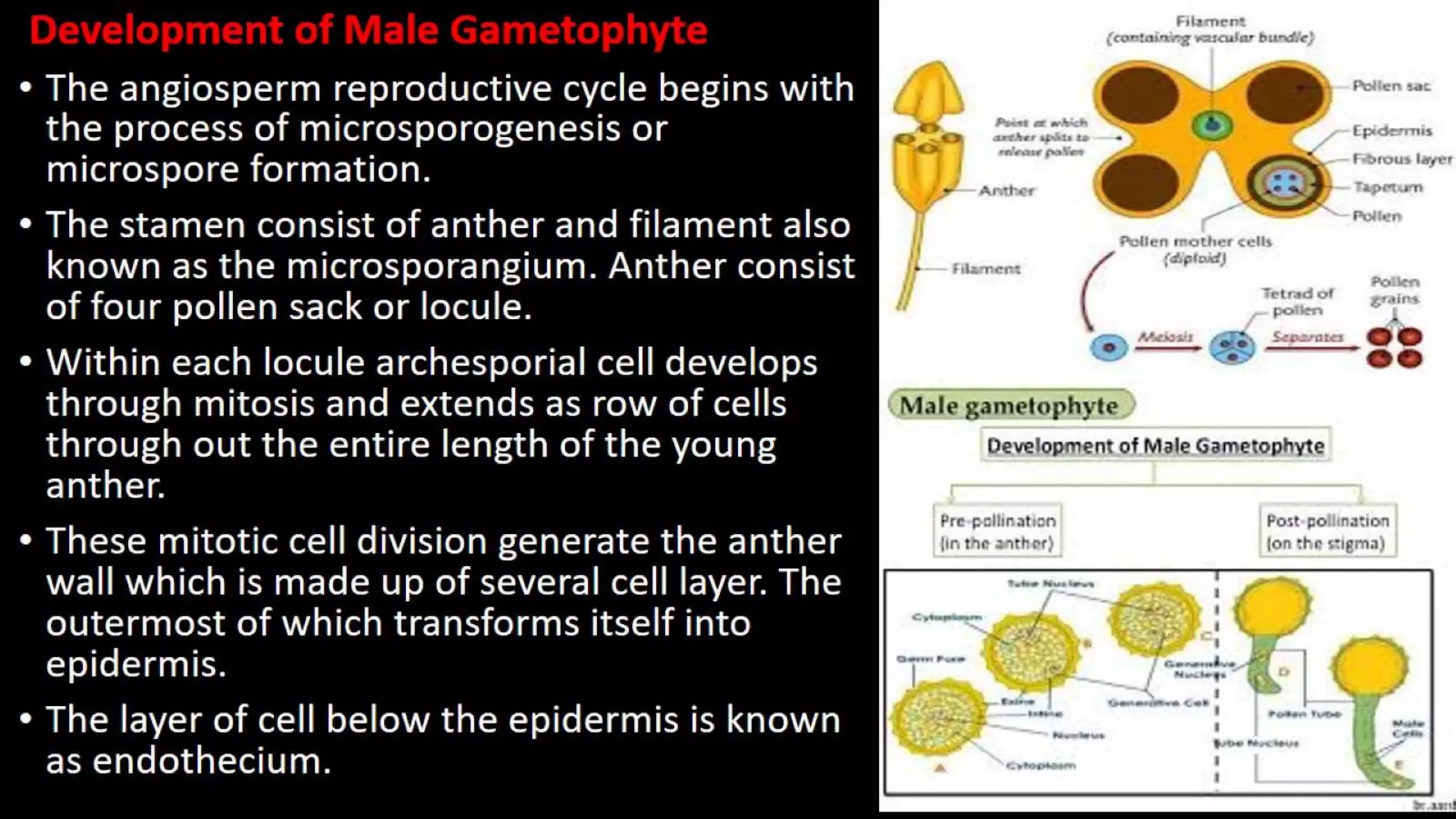 Sailent feature of Angiosperm.pptx