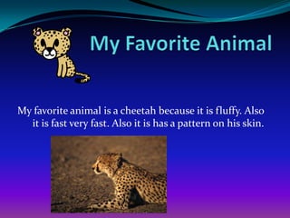 My favorite animal is a cheetah because it is fluffy. Also
it is fast very fast. Also it is has a pattern on his skin.

 