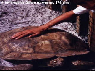 A tartaruga de Darwin morreu aos 176 anos
 