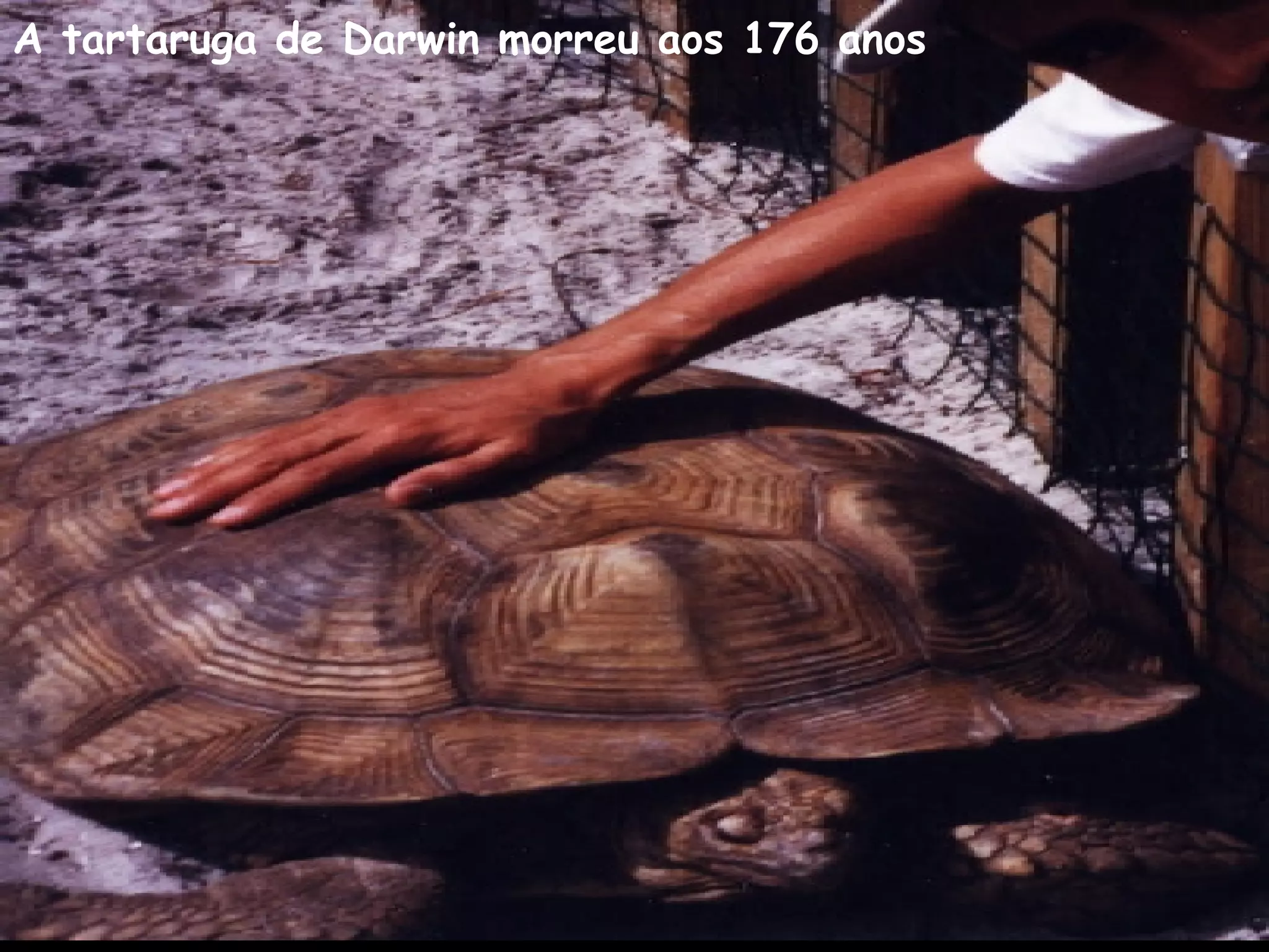 A tartaruga de Darwin morreu aos 176 anos 