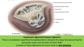 Suspensory ligament/Coopers ligament-
These run between superficial fascia(attached to skin)and the deep fascia(covering the
pectoralis major and muscles of Chest Wall)
Invasion of these ligaments by tumor leads to skin dimpling
 