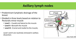 Axillary lymph nodes
• Predominant lymphatic drainage of the
breast
• Divided in three levels based on relation to
Pectoralis minor muscle
• Level I – Caudal and lateral to the muscle
• Level II –Beneath the muscle
• Level III –Cranial and medial to the muscle;
Level I and II are routinely removed in axillary
dissection.
 