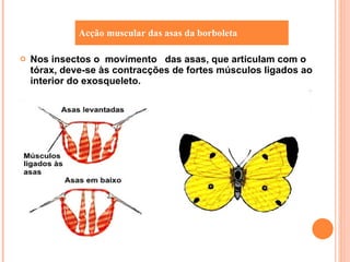 Nos insectos o  movimento  das asas, que articulam com o tórax, deve-se às contracções de fortes músculos ligados ao interior do exosqueleto. Acção muscular das asas da borboleta 