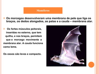 Os morcegos desenvolveram uma membrana de pele que liga os braços, os dedos alongados, as patas e a cauda – membrana alar. Os fortes músculos peitorais, inseridas no esterno, que tem quilha, e nos braços, permitem  que o  morcego  movimente  a  membrana alar. A cauda funciona  como leme. Os ossos são leves e compacto. Mamíferos 