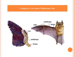 Compara a Asa com a Membrana Alar 