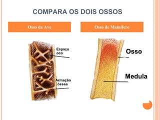 COMPARA OS DOIS OSSOS Osso da Ave Osso de Mamífero 