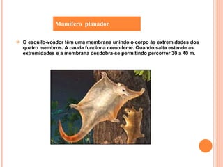 O esquilo-voador têm uma membrana unindo o corpo às extremidades dos quatro membros. A cauda funciona como leme. Quando salta estende as extremidades e a membrana desdobra-se permitindo percorrer 30 a 40 m. Mamífero  planador 