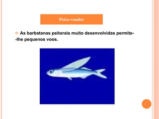 As barbatanas peitorais muito desenvolvidas permite- -lhe pequenos voos. Peixe-voador 